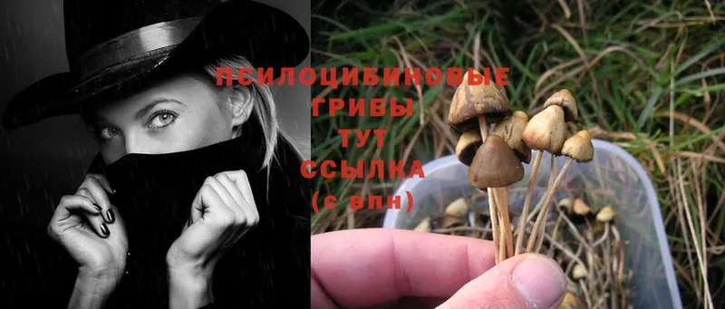 Галлюциногенные грибы Psilocybe  цены наркотик  Жигулёвск 